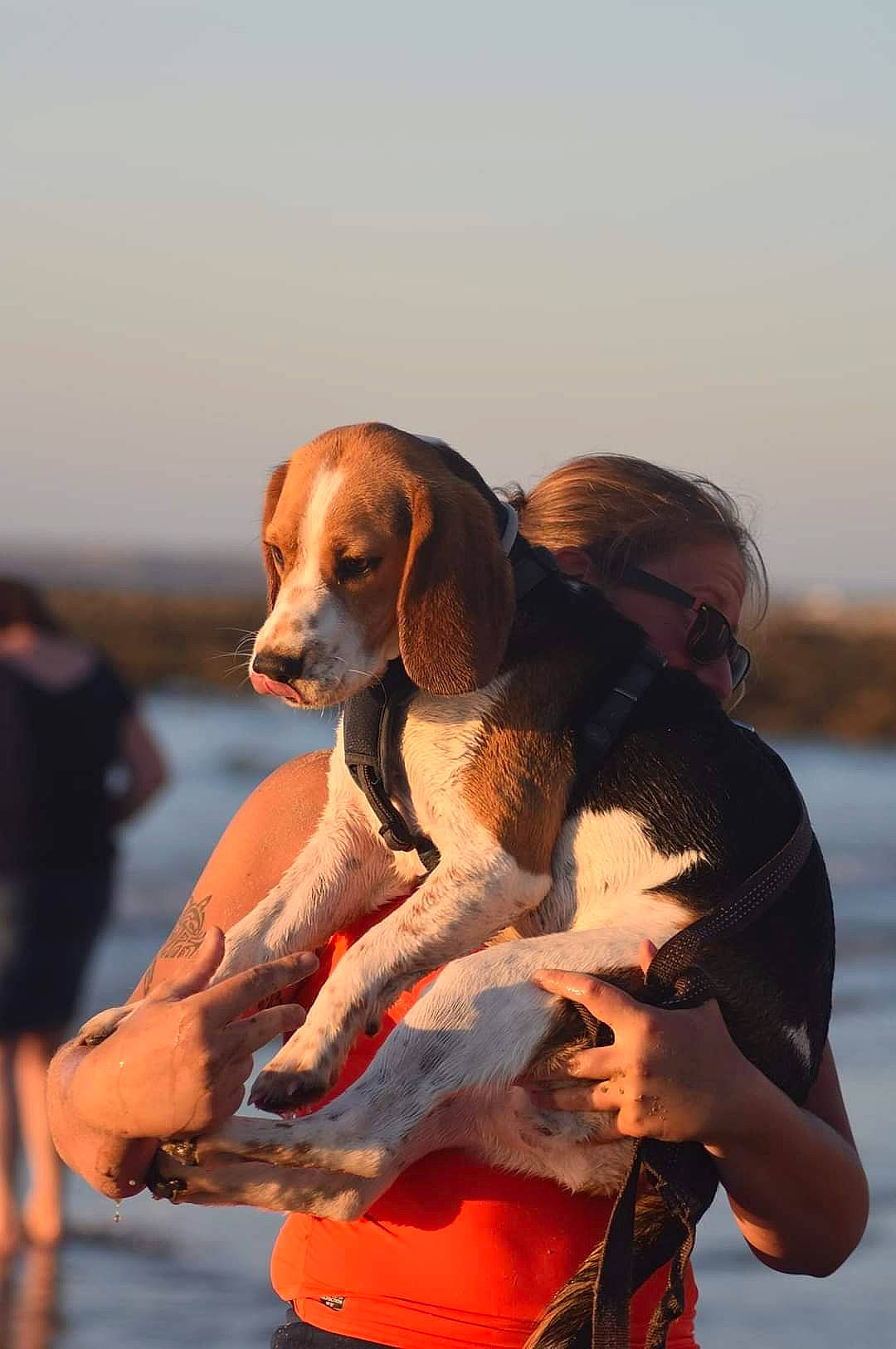 Peaky a rejoint le concours — aidez-le/la à gagner de superbes lots ! basset_artesien_normand, canidae, carnivore, collar, companion_dog, dog, dog_breed, dog_collar, fawn, goggles, hound, hunting_dog, liver, pet_supply, pointing_breed, scent_hound, snout, sporting_group, sunglasses, working_animal