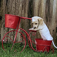 Piper joined the competition — help win amazing prizes! puppy, dog, red, metal, tricycle, planter, grass, wooden_fence, outdoor, pet, cute, animal, small, curious, playful, decorative, garden, nature, white, young