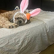 Dash is registered to the contest to win money with this photo: dog, bunny_ears, plush_carrot, bed, blanket, star_pattern, furniture, indoor, carpet, resting, cute, pet_accessory, brown_dog, fur, animal, headwear, relaxed, living_room, door, couch