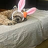 dog, bunny_ears, plush_carrot, bed, blanket, star_pattern, furniture, indoor, carpet, resting, cute, pet_accessory, brown_dog, fur, animal, headwear, relaxed, living_room, door, couch
