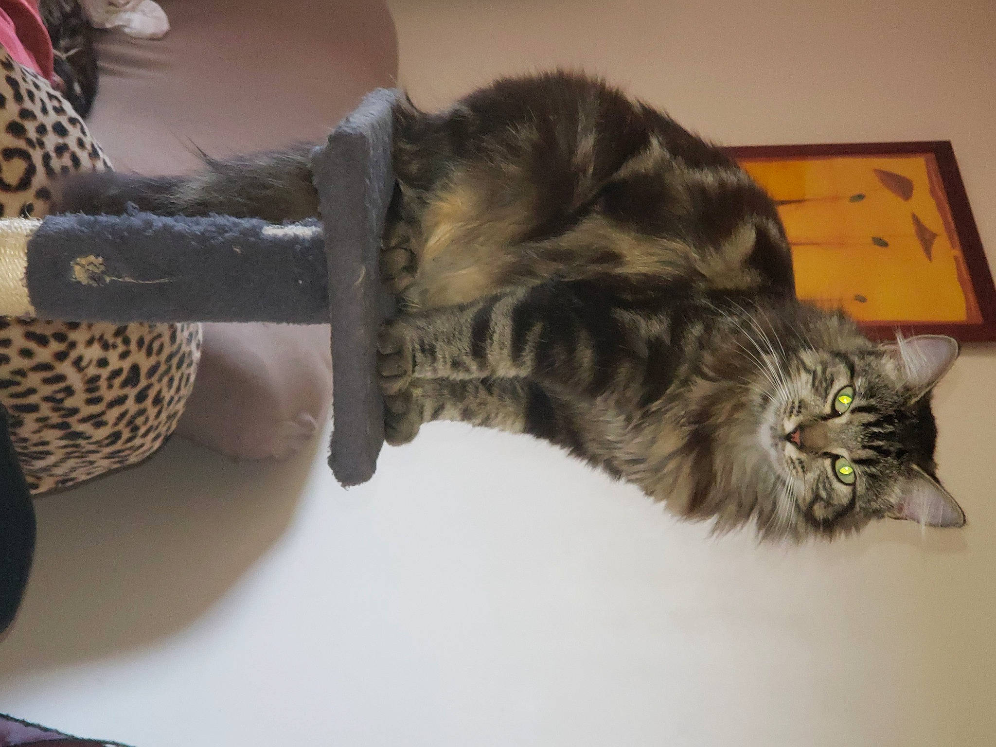 Calina participe au concours pour gagner de l'argent avec cette photo : carnivore, cat, claw, comfort, domestic_short_haired_cat, felidae, fur, maine_coon, paw, small_to_medium_sized_cats, tail, terrestrial_animal, whiskers