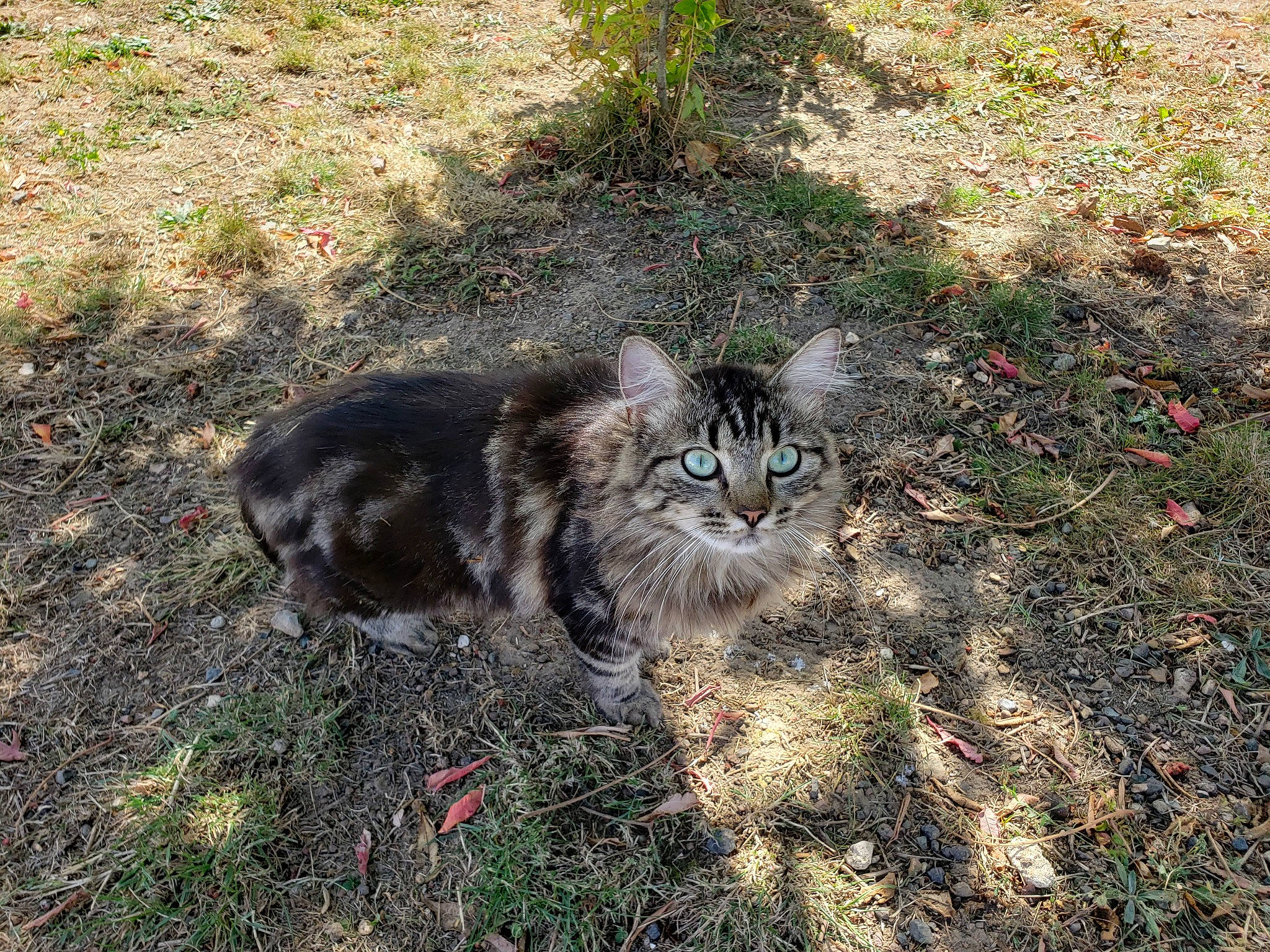 Calina a rejoint le concours — aidez-le/la à gagner de superbes lots ! carnivore, cat, domestic_short_haired_cat, felidae, fur, grass, groundcover, mammal, plant, small_to_medium_sized_cats, soil, tail, terrestrial_animal, vertebrate, whiskers