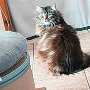 Calina participe au concours pour gagner de l'argent avec cette photo : cat, long_hair, fluffy, fur, tabby, gray, brown, white, sitting, indoors, tile_floor, curtains, chair, whiskers, ears, eyes, tail, pet, portrait, domestic_animal