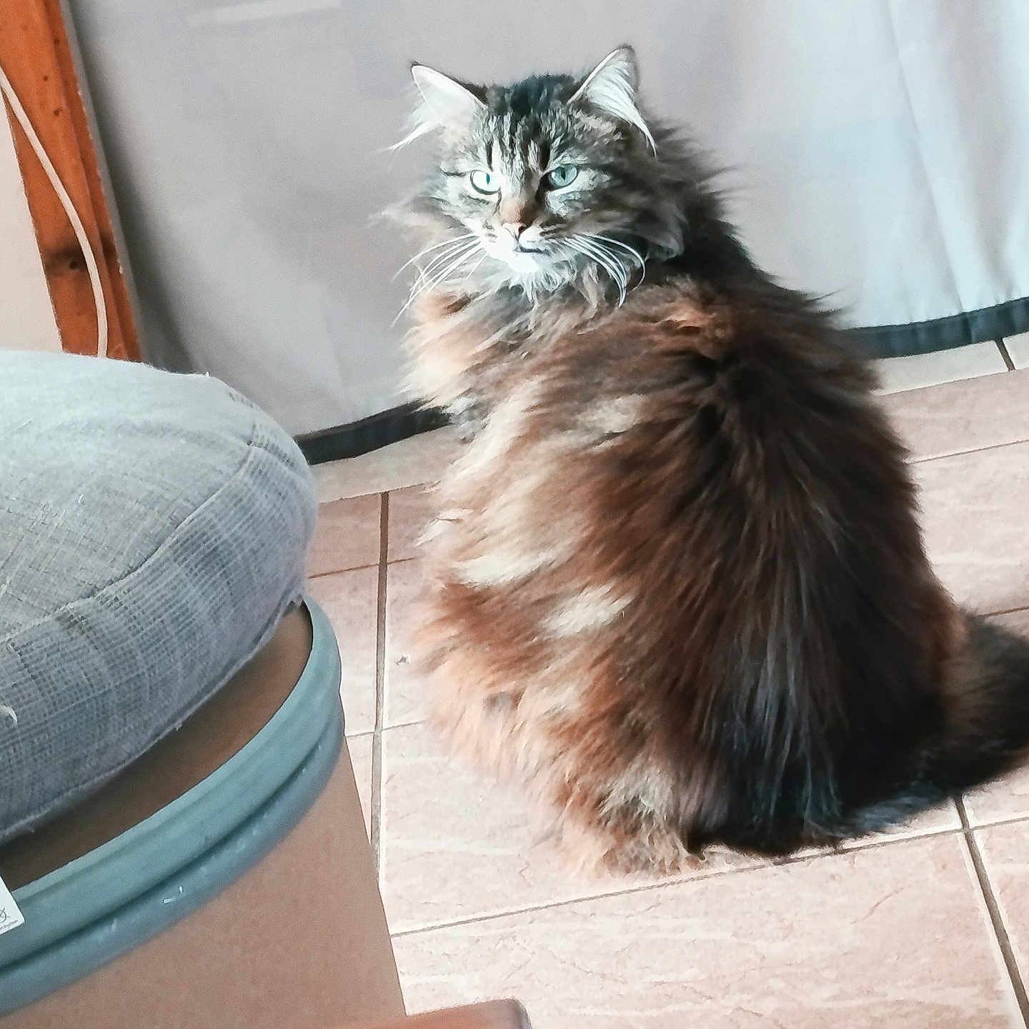 Calina