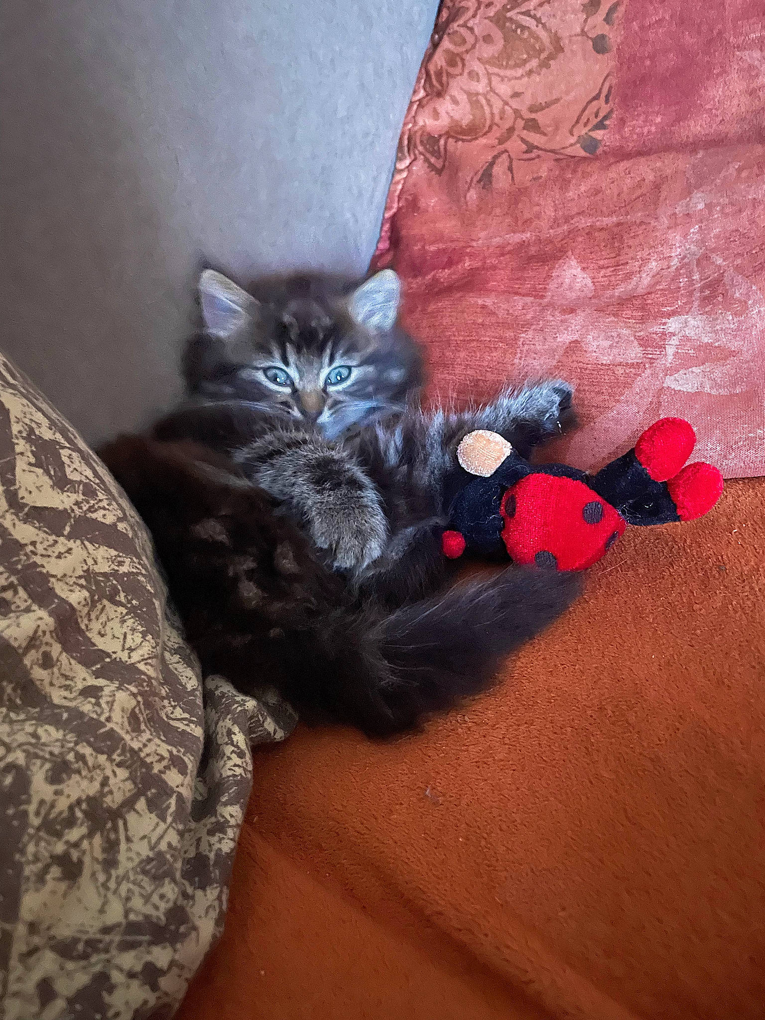 Calina a rejoint le concours — aidez-le/la à gagner de superbes lots ! bed, black_cat, carmine, carnivore, cat, claw, comfort, domestic_short_haired_cat, felidae, fur, grey, human_leg, leg, linens, mammal, paw, room, small_to_medium_sized_cats, tail, whiskers