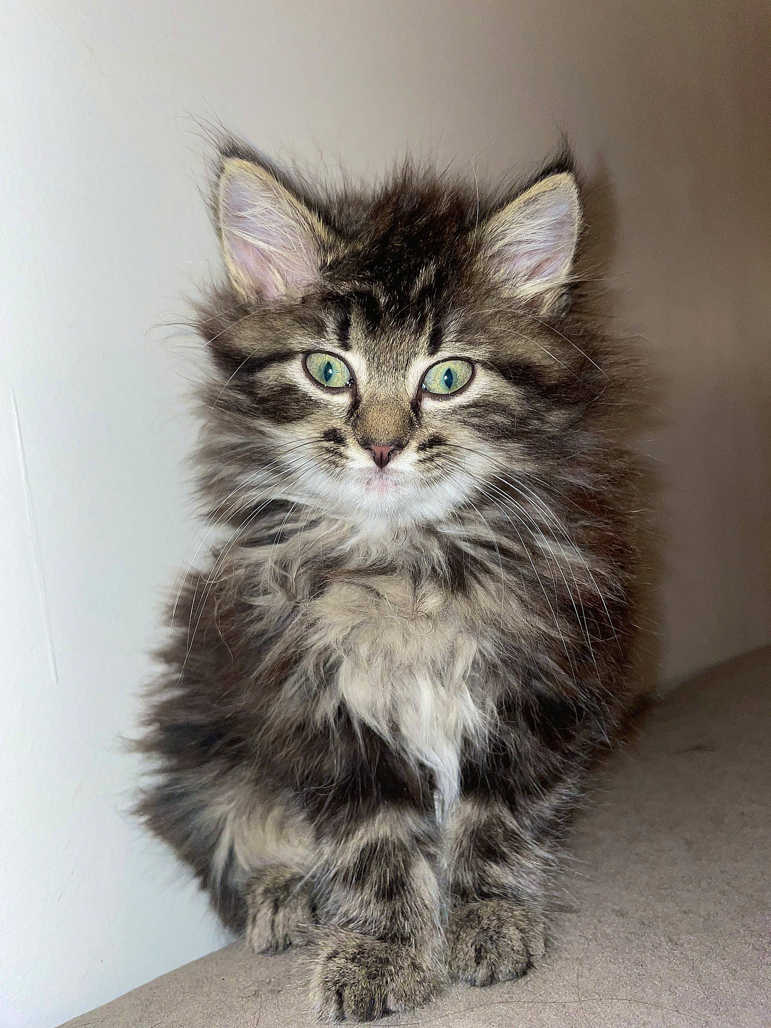 Calina a rejoint le concours — aidez-le/la à gagner de superbes lots ! art, carnivore, cat, claw, domestic_short_haired_cat, felidae, fur, maine_coon, paw, small_to_medium_sized_cats, snout, tail, terrestrial_animal, whiskers