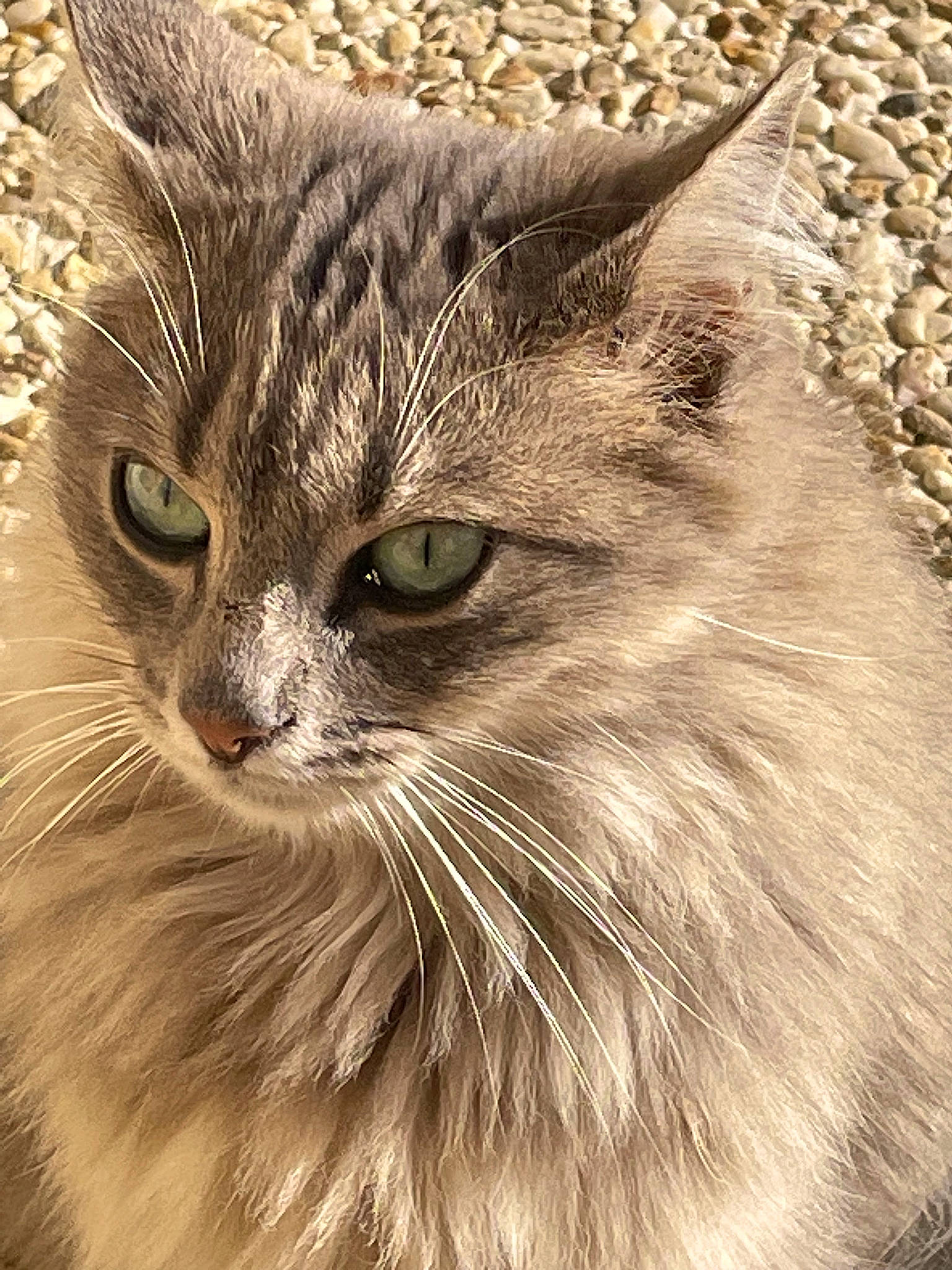 Soulia a rejoint le concours — aidez-le/la à gagner de superbes lots ! carnivore, cat, close_up, domestic_short_haired_cat, felidae, fur, grass, maine_coon, monochrome, small_to_medium_sized_cats, snout, terrestrial_animal, whiskers, wildlife, wood