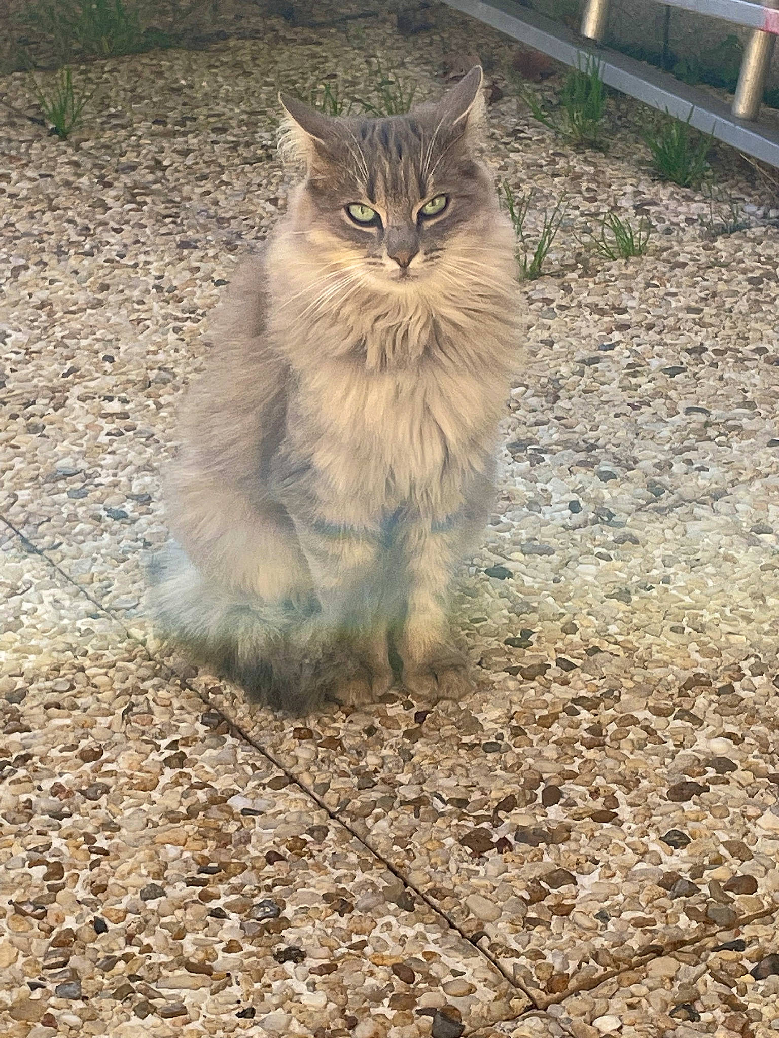 Soulia participe au concours pour gagner de l'argent avec cette photo : carnivore, cat, domestic_short_haired_cat, fawn, felidae, flooring, fur, grass, norwegian_forest_cat, road_surface, small_to_medium_sized_cats, snout, soil, tail, terrestrial_animal, whiskers, wildlife, wood