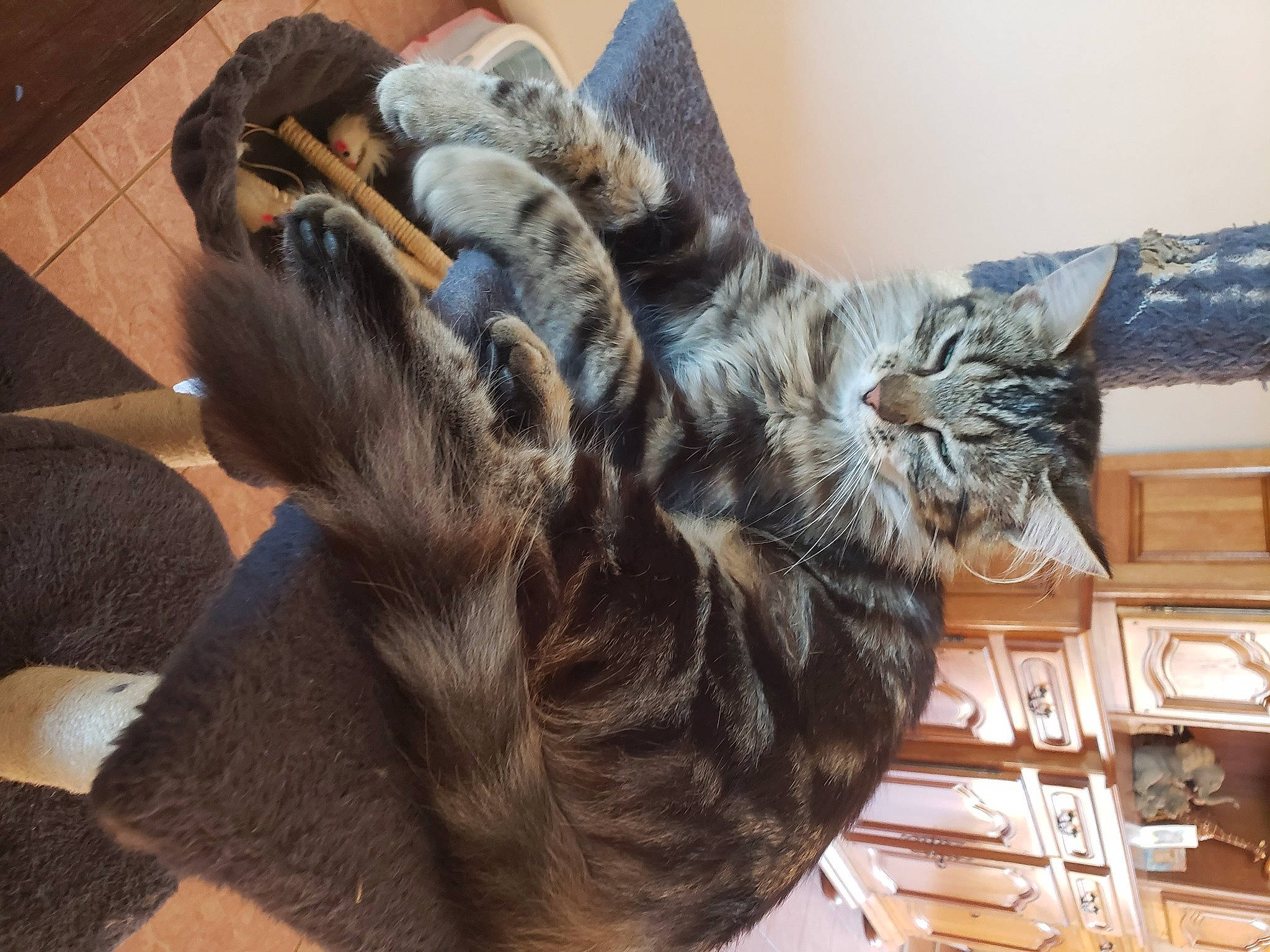 Amira participe au concours pour gagner de l'argent avec cette photo : carnivore, cat, claw, comfort, domestic_short_haired_cat, ear, felidae, flooring, fur, gesture, hardwood, natural_material, paw, small_to_medium_sized_cats, tail, whiskers, wood