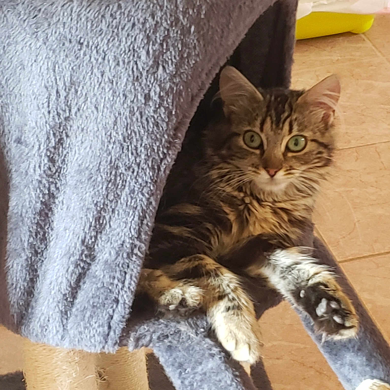 Amira
