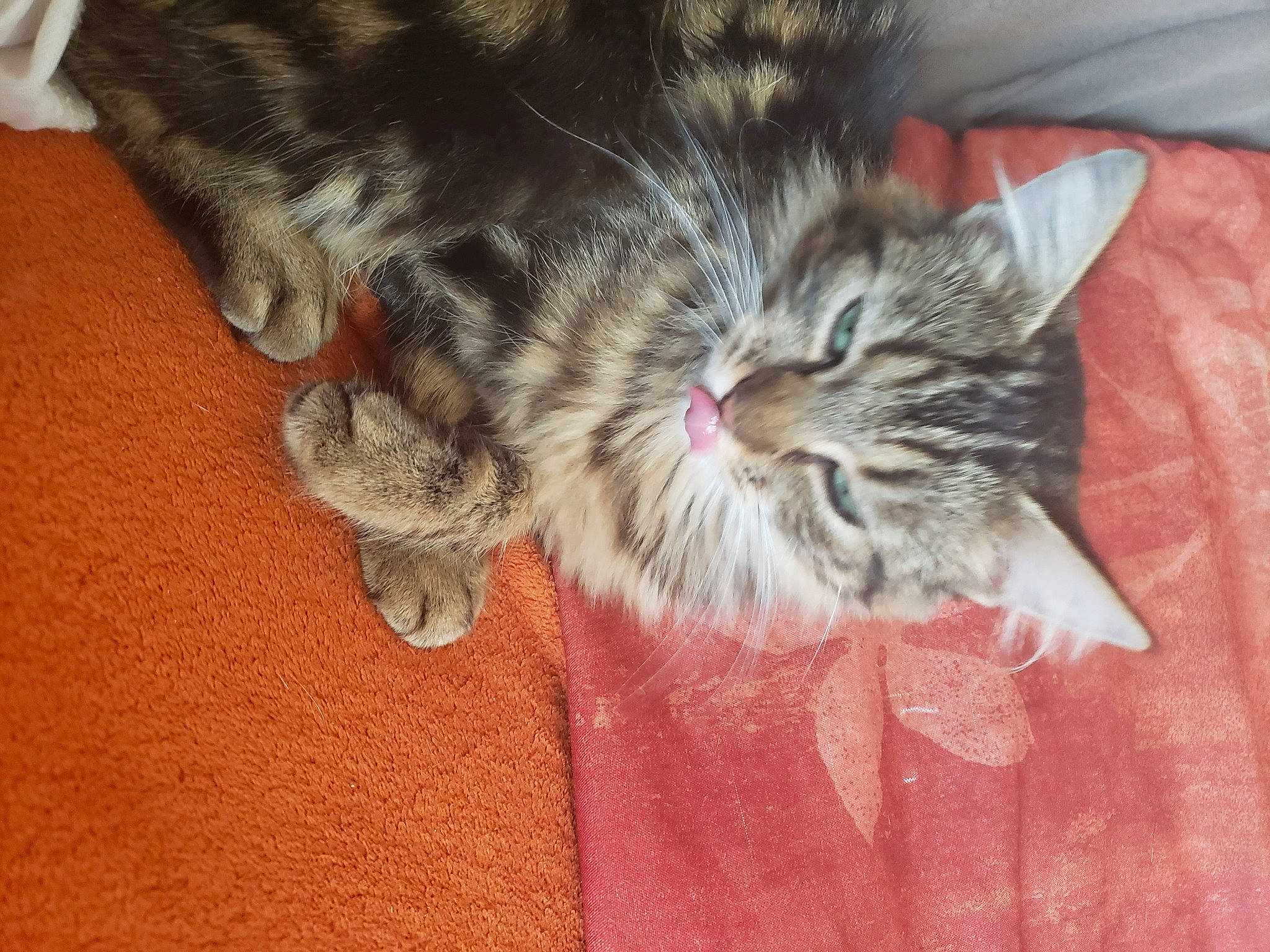 Amira participe au concours pour gagner de l'argent avec cette photo : carnivore, cat, claw, comfort, domestic_short_haired_cat, felidae, flooring, fur, lap, nap, paw, small_to_medium_sized_cats, snout, tail, terrestrial_animal, whiskers