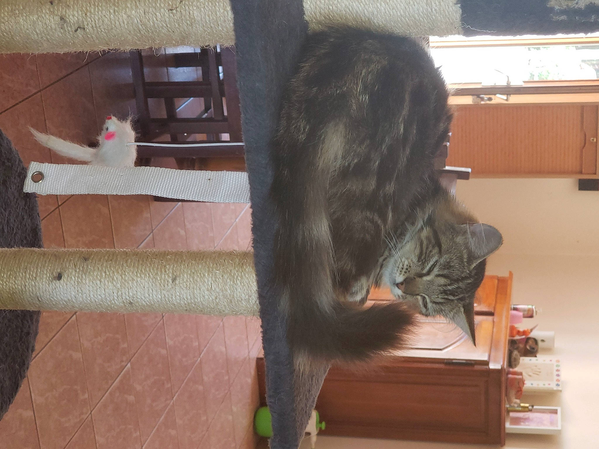 Amira participe au concours pour gagner de l'argent avec cette photo : carnivore, cat, cat_supply, comfort, domestic_short_haired_cat, felidae, flooring, fur, hardwood, liver, natural_material, plant, room, small_to_medium_sized_cats, tail, whiskers, wood