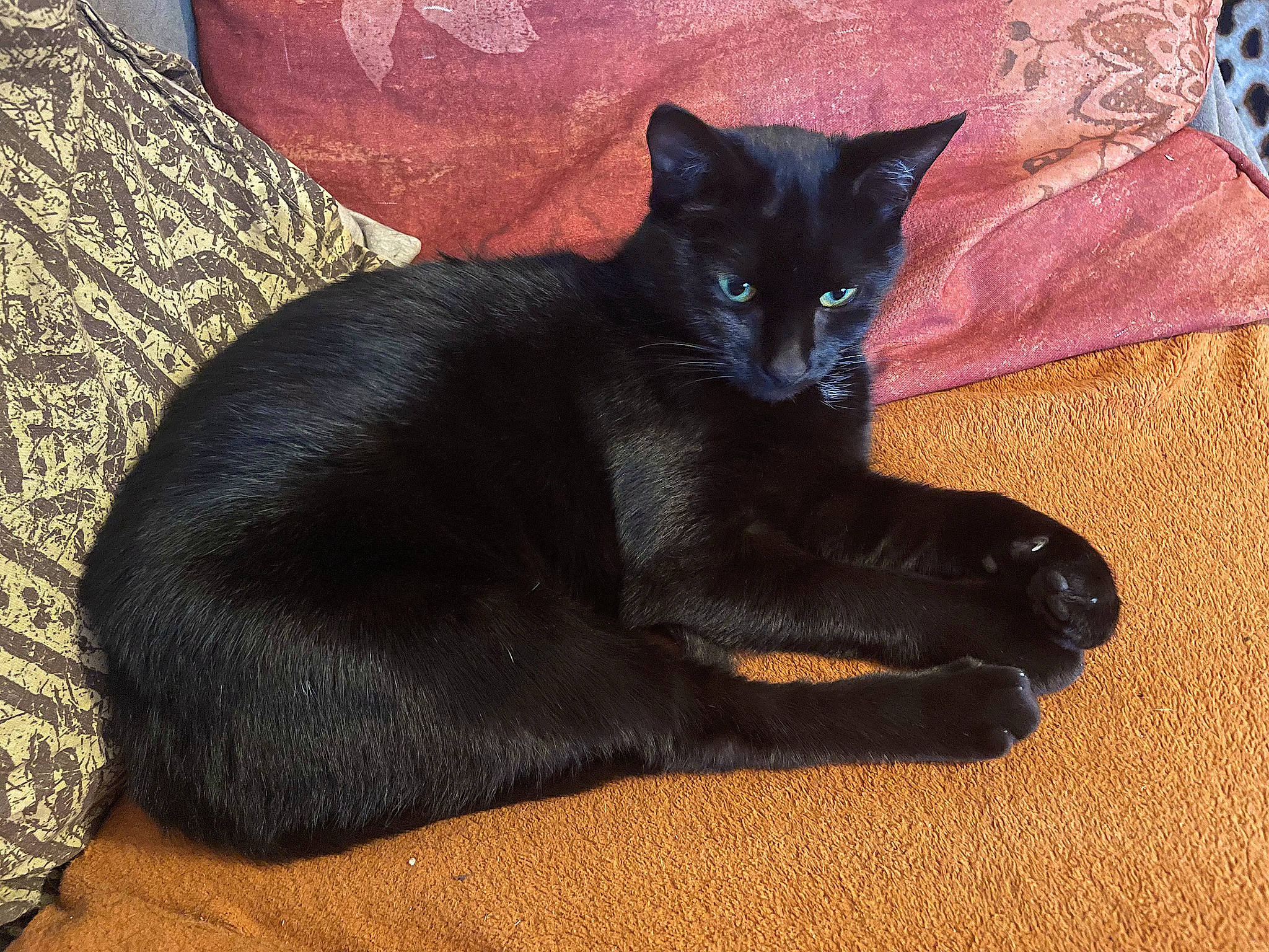 Melina a rejoint le concours — aidez-le/la à gagner de superbes lots ! black_cat, bombay, carnivore, cat, cat_supply, claw, comfort, domestic_short_haired_cat, felidae, fur, grey, paw, small_to_medium_sized_cats, tail, terrestrial_animal, whiskers