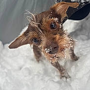 Coco joined the competition — help win amazing prizes! dog, snow, close_up, outdoor, winter, curious, fur, animal, pet, cute, small_dog, playful, nature, whiskers, ears, snowflakes, cold, adorable, face, looking_up