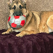 Rocky joined the competition — help win amazing prizes! dog, german_shepherd, soccer_ball, toy, pet, indoor, couch, blanket, pillow, fur, brown, beige, purple, relaxing, animal, canine, playing, mouth, ears, laying_down