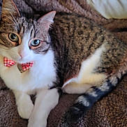 Roxie participe au concours pour gagner de l'argent avec cette photo : animal, blanket, bow_tie, brown_blanket, cat, close_up, cozy, cute, domestic_animal, feline, fur, indoor, paws, pet, relaxing, resting, soft_texture, tabby_cat, tail, whiskers