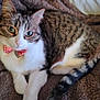 animal, blanket, bow_tie, brown_blanket, cat, close_up, cozy, cute, domestic_animal, feline, fur, indoor, paws, pet, relaxing, resting, soft_texture, tabby_cat, tail, whiskers
