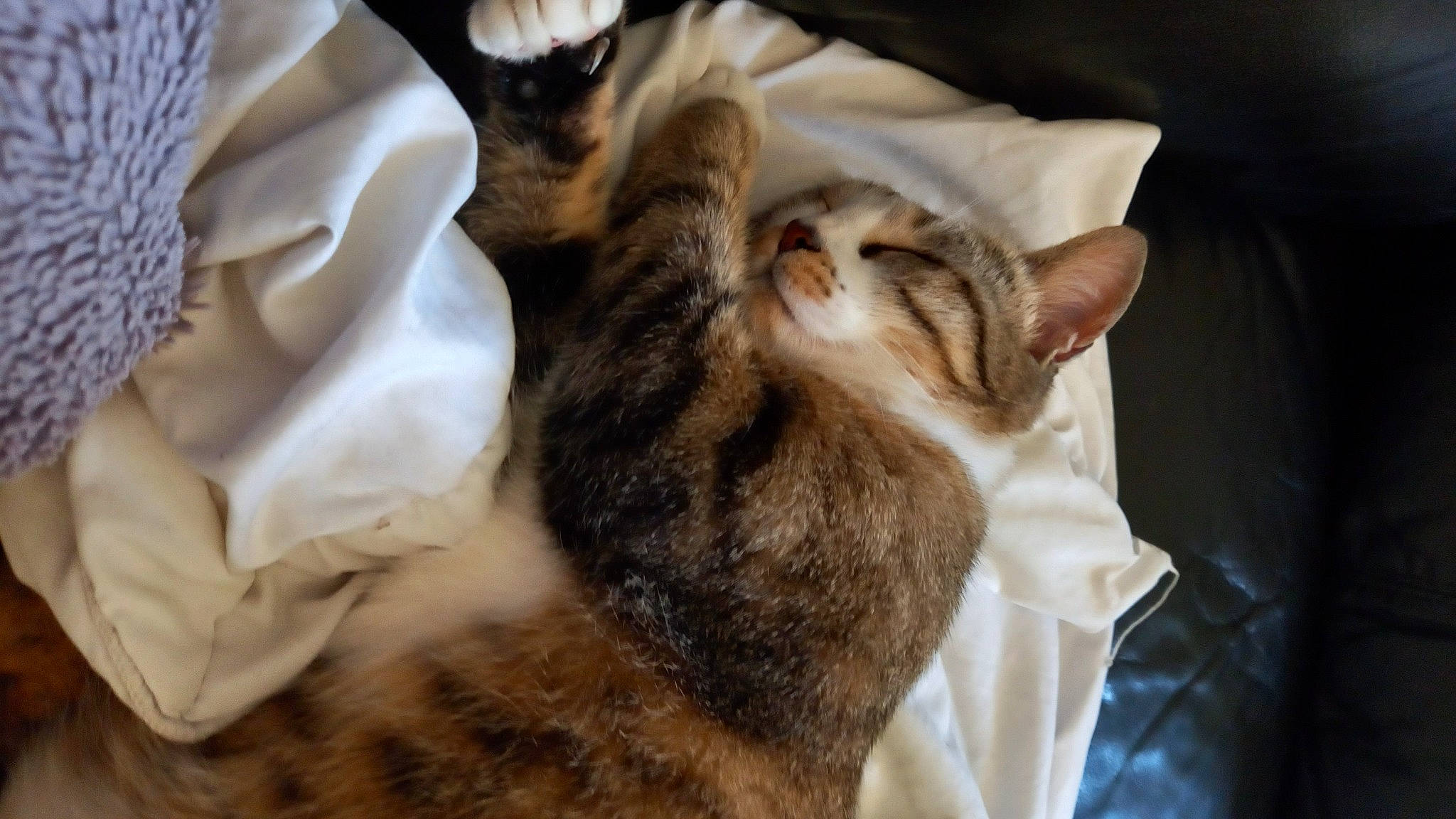 Mimine participe au concours pour gagner de l'argent avec cette photo : carnivore, cat, claw, comfort, domestic_short_haired_cat, ear, fawn, felidae, fur, linens, nap, paw, sleep, small_to_medium_sized_cats, tail, whiskers