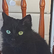 Salem participe au concours pour gagner de l'argent avec cette photo : animal, black_cat, blue_eye, cat, close_up, curious, domestic_cat, face, feline, fur, green_eye, heterochromia, household, indoor, pet, quiet, table, tile_pattern, whiskers, wooden_chair