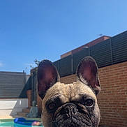Stella a rejoint le concours — aidez-le/la à gagner de superbes lots ! dog, french_bulldog, close_up, outdoor, pool, sunny, blue_sky, pet, animal, portrait, backyard, brick_wall, water, summer, daytime, canine, ears, face, snout, relaxed