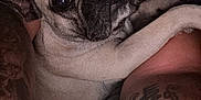 Stella participe au concours pour gagner de l'argent avec cette photo : dog, pug, person, tattoo, arm, face, pet, snuggling, closeup, indoors, dim_light, skin, fur, expression, sleepy, cozy, resting, human, animal, companion