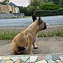 Stella participe au concours pour gagner de l'argent avec cette photo : dog, french_bulldog, sitting, concrete, mosaic_tile, porch, grass, road, house, trees, bushes, side_view, outdoor, pet, animal, quiet, suburban, evening, ears_up, calm