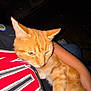 Sam joined the competition — help win amazing prizes! cat, orange_cat, pet, animal, feline, domestic_cat, fur, whiskers, ears, person, arm, holding, indoor, closeup, sleepy, comfort, resting, flash, dark_background, casual
