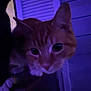 Sam joined the competition — help win amazing prizes! cat, orange_cat, whiskers, closeup, low_light, purple_light, curious, animal, pet, indoor, feline, ears, paw, face, eyes, night, mystery, portrait, tabby, domestic_cat