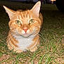 cat, orange_tabby, grass, outdoor, animal, pet, night, closeup, whiskers, ears, eyes, car, nature, mammal, feline, fur, cute, domestic_animal, alert, sitting