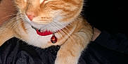 Sam joined the competition — help win amazing prizes! cat, orange_tabby, collar, bell, pet, animal, feline, resting, closed_eyes, fur, whiskers, paw, domestic_cat, cute, sleeping, indoor, black_background, flash_photo, close_up, soft_fur