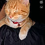 cat, orange_tabby, collar, bell, pet, animal, feline, resting, closed_eyes, fur, whiskers, paw, domestic_cat, cute, sleeping, indoor, black_background, flash_photo, close_up, soft_fur