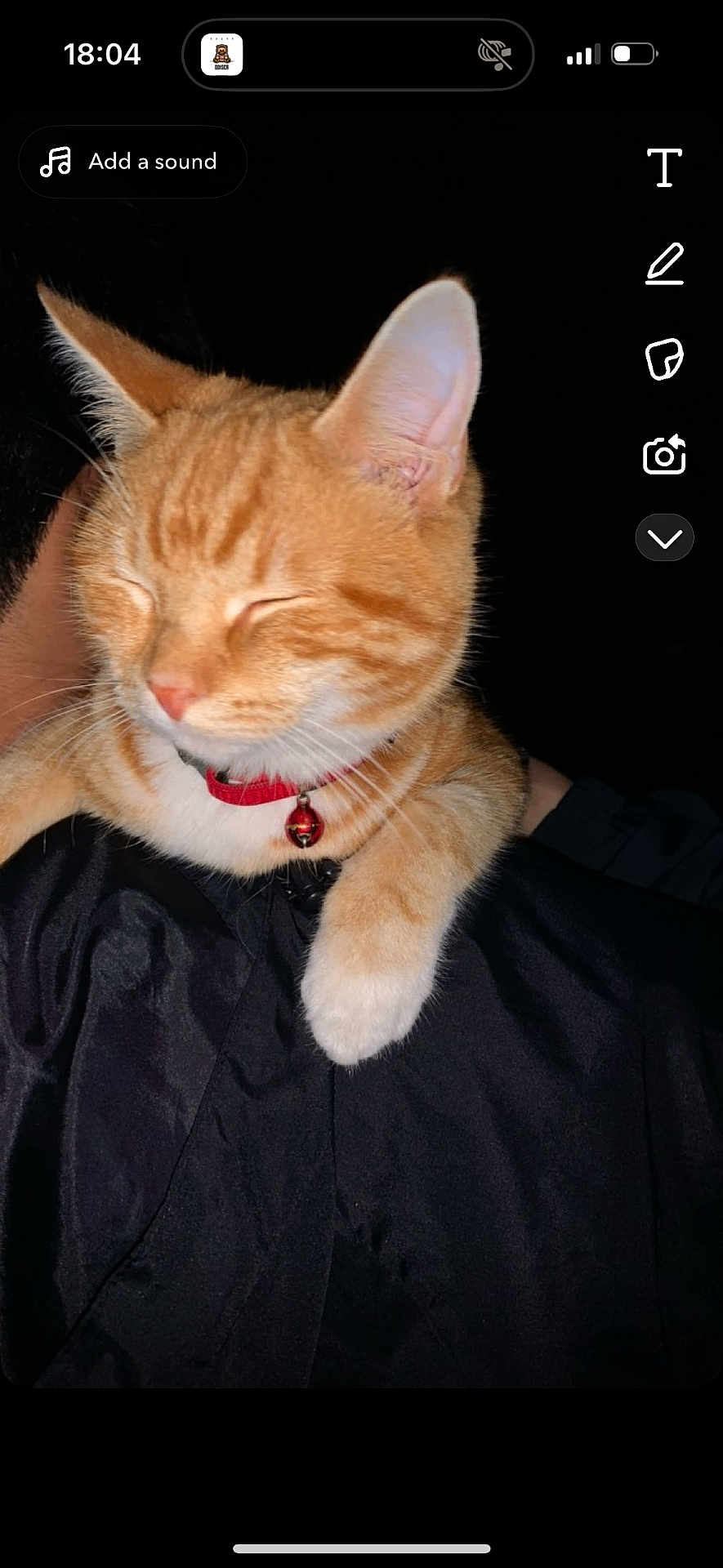 Sam joined the competition — help win amazing prizes! cat, orange_tabby, collar, bell, pet, animal, feline, resting, closed_eyes, fur, whiskers, paw, domestic_cat, cute, sleeping, indoor, black_background, flash_photo, close_up, soft_fur