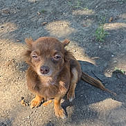 Nina joined the competition — help win amazing prizes! dog, brown_dog, small_dog, outdoor, dirt_ground, sunlight, shadow, grass, leaf, pet, animal, sitting, canine, nature, fur, mammal, daylight, quiet, calm, cute