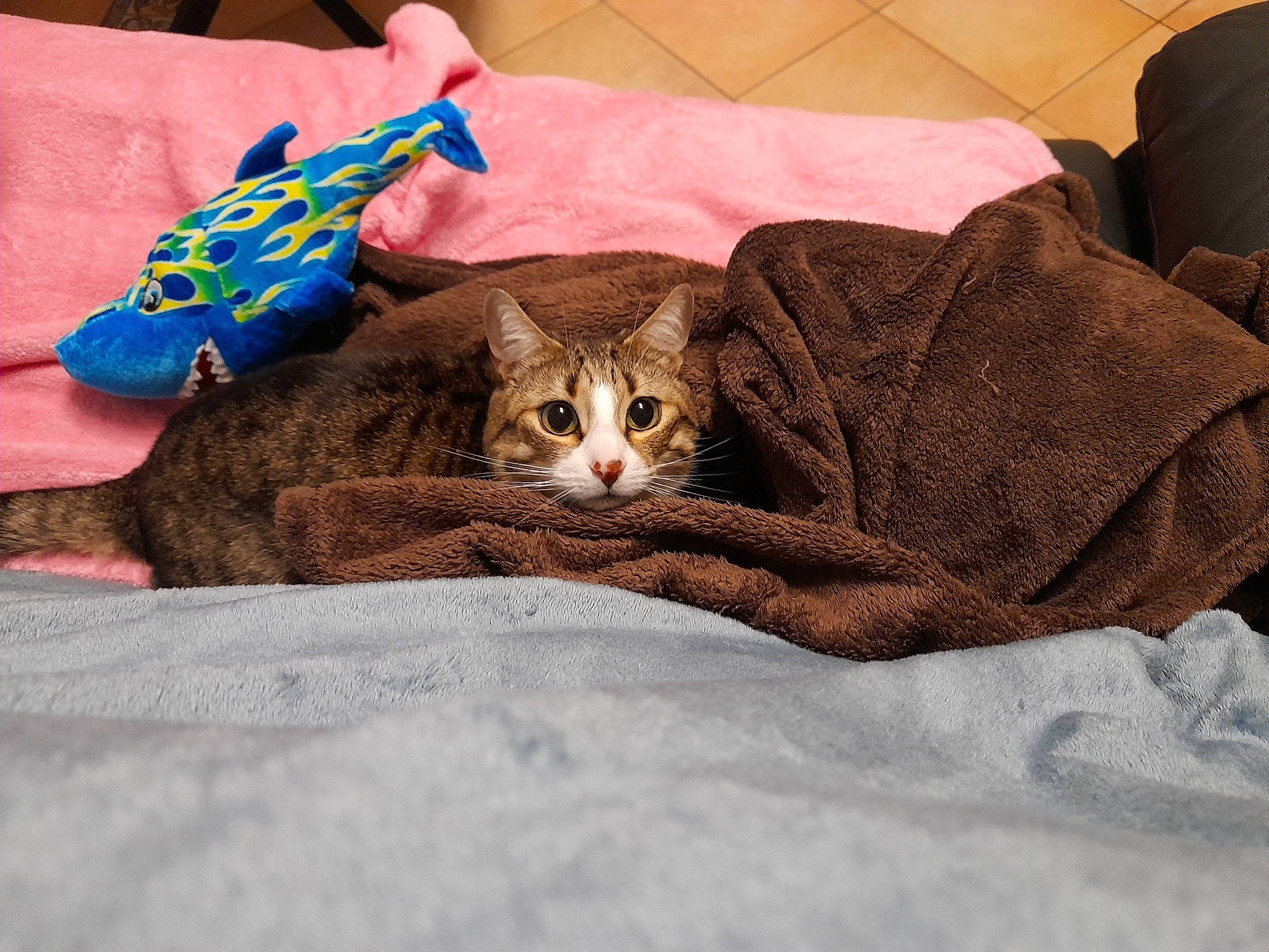 Nova participe au concours pour gagner de l'argent avec cette photo : bed, bedding, blanket, carnivore, cat, claw, comfort, domestic_short_haired_cat, fawn, felidae, fur, linens, pattern, paw, room, sitting, small_to_medium_sized_cats, whiskers, wood, wrist