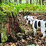 Aston participe au concours pour gagner de l'argent avec cette photo : animal, bulldog, canine, curious, dog, ferns, forest, greenery, leaf_litter, leaves, moss, nature, outdoor, plant, puppy, tree_stump, trees, wildlife, woodland, young_dog
