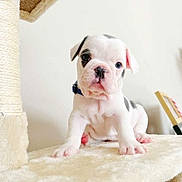 Aston participe au concours pour gagner de l'argent avec cette photo : animal, black_spot, collar, curious, cute, dog, domestic, ears, face, fluffy_surface, indoor, paw, pet, portrait, puppy, scratching_post, sitting, small, white, young