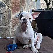 Aston a rejoint le concours — aidez-le/la à gagner de superbes lots ! puppy, dog, pet, toy, cushion, indoor, plant, pot, stone_wall, white, black, sitting, cute, young, brown, red, blue, ears, face, floor