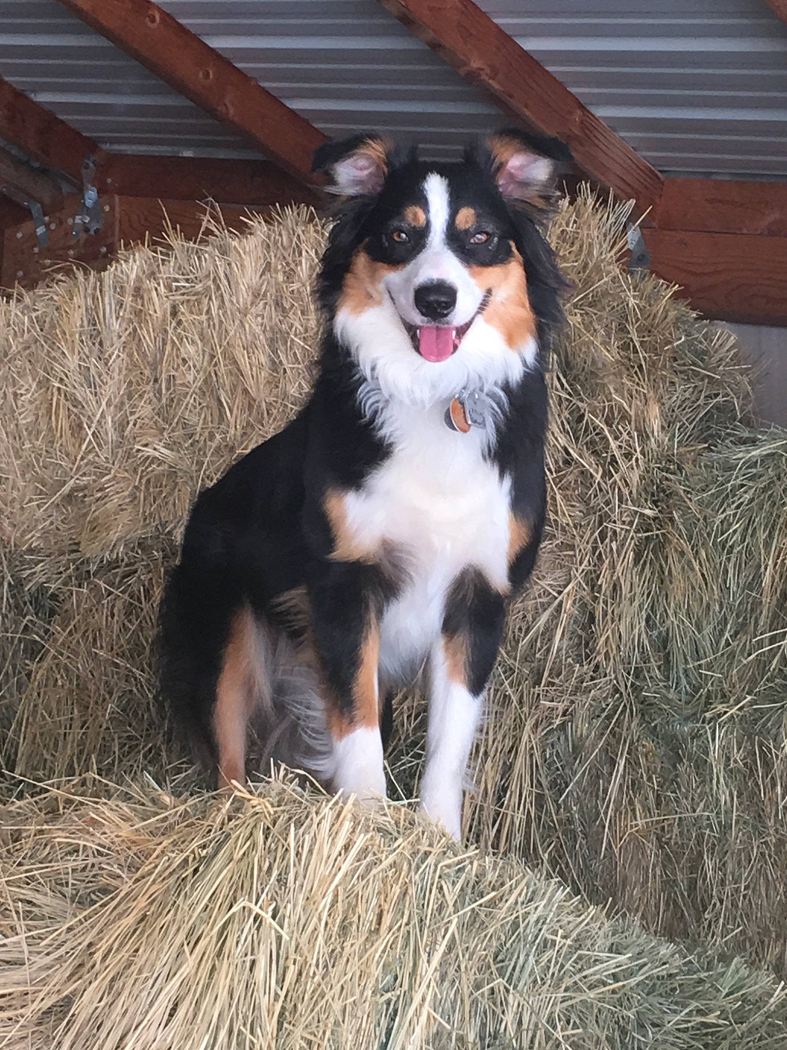 Zena joined the competition — help win amazing prizes! appenzeller_sennenhund, australian_collie, australian_shepherd, bernese_mountain_dog, canidae, carnivore, companion_dog, dog, dog_breed, english_shepherd, fur, mammal, miniature_australian_shepherd, rare_breed_dog, sporting_group, vertebrate, welsh_sheepdog, working_dog