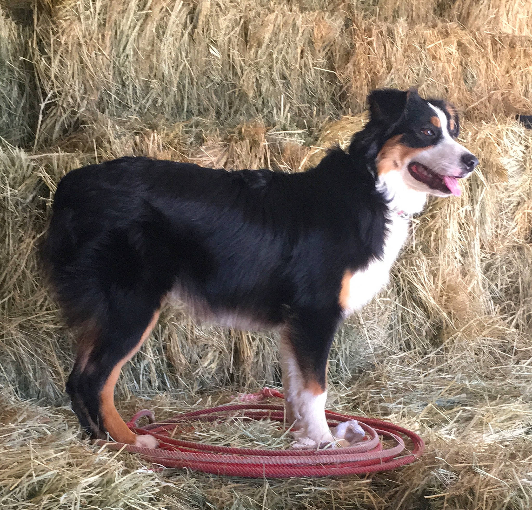 Zena is registered to the contest to win money with this photo: appenzeller_sennenhund, australian_collie, australian_shepherd, border_collie, canidae, carnivore, companion_dog, dog, dog_breed, english_shepherd, herding_dog, mammal, miniature_australian_shepherd, rare_breed_dog, sporting_group, texas_heeler, vertebrate, welsh_sheepdog, working_dog