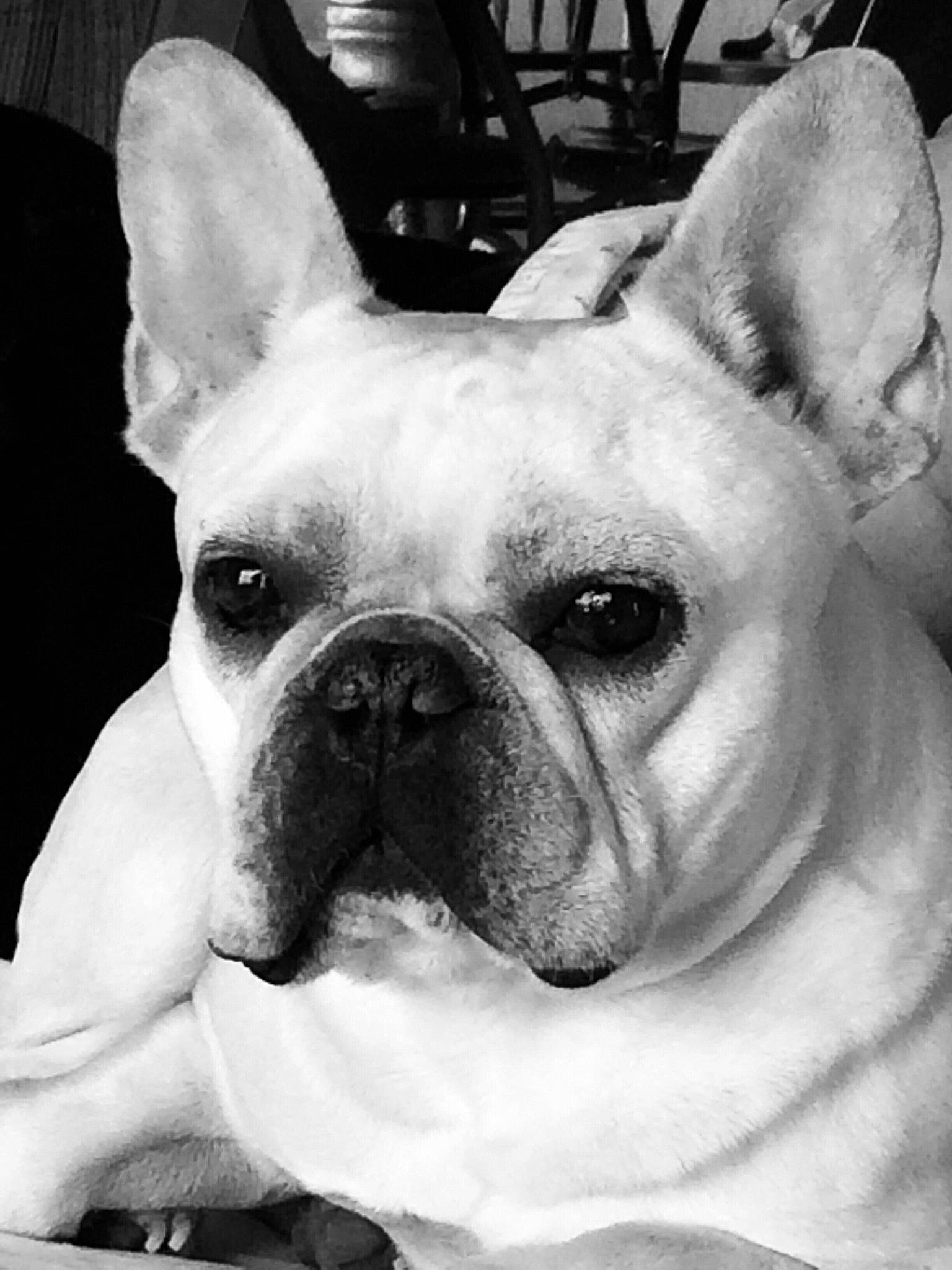 Caliber is registered to the contest to win money with this photo: american_bulldog, ancient_dog_breeds, black_and_white, bulldog, canidae, carnivore, companion_dog, dog, dog_breed, ear, fawn, french_bulldog, mammal, non_sporting_group, rare_breed_dog, skin, snout, toy_bulldog, vertebrate, white_english_bulldog