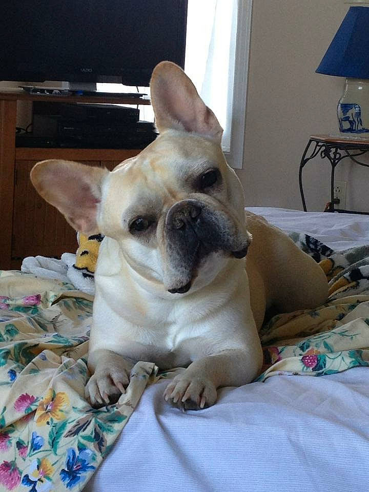 Caliber joined the competition — help win amazing prizes! bulldog, canidae, carnivore, companion_dog, dog, dog_breed, fawn, french_bulldog, mammal, non_sporting_group, snout, vertebrate