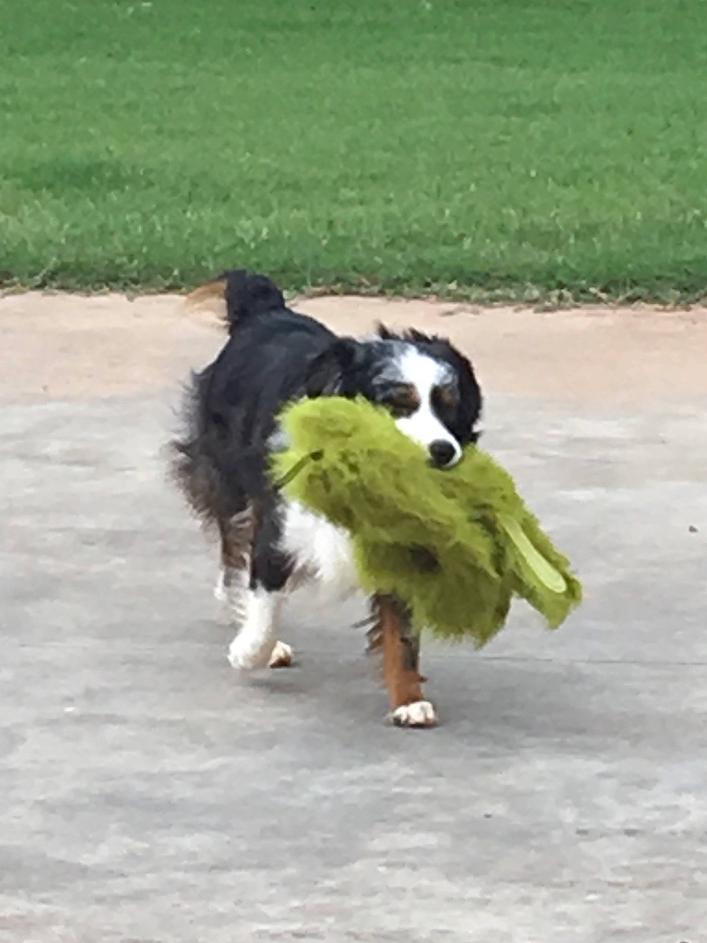 Chipper is registered to the contest to win money with this photo: australian_shepherd, bernese_mountain_dog, border_collie, canidae, carnivore, companion_dog, dog, dog_breed, english_shepherd, herding_dog, mammal, sporting_group, tail, vertebrate, welsh_sheepdog, working_dog