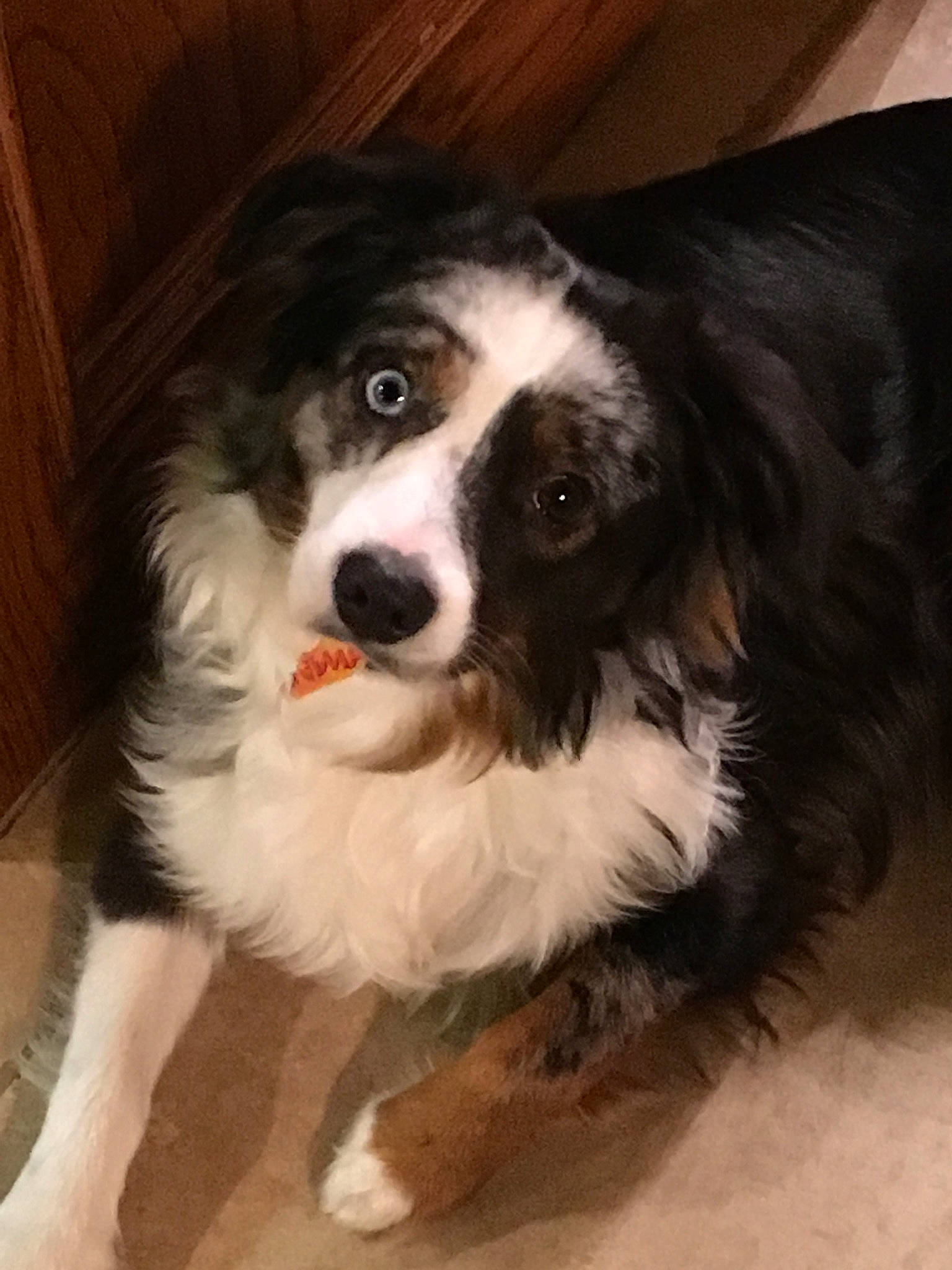 Chipper joined the competition — help win amazing prizes! australian_collie, australian_shepherd, bernese_mountain_dog, border_collie, canidae, carnivore, companion_dog, dog, dog_breed, english_shepherd, herding_dog, mammal, miniature_australian_shepherd, nose, puppy, rare_breed_dog, snout, sporting_group, vertebrate, working_dog