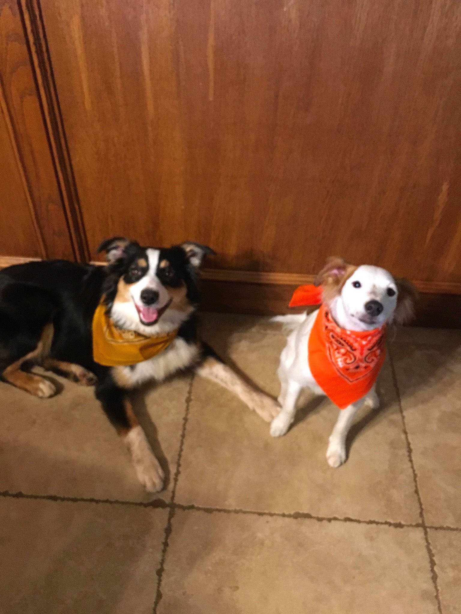 Tyrion joined the competition — help win amazing prizes! american_pit_bull_terrier, american_staffordshire_terrier, boston_terrier, canidae, carnivore, dog, dog_breed, fawn, mammal, non_sporting_group, pit_bull, snout, tail, vertebrate, working_dog