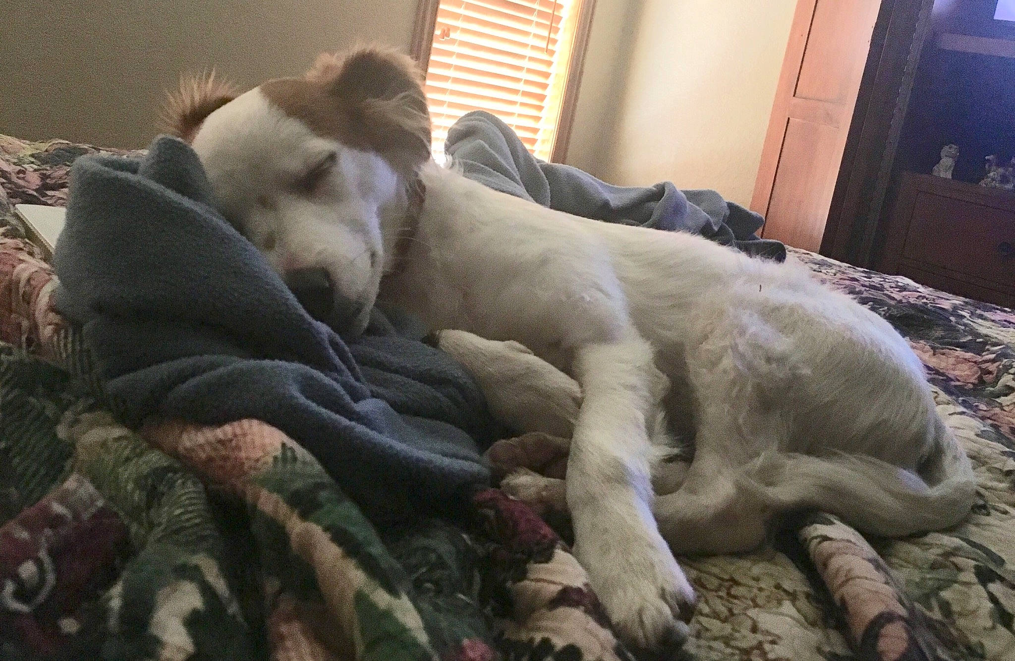 Tyrion joined the competition — help win amazing prizes! canidae, carnivore, dog, dog_breed, fur, mammal, nap, non_sporting_group, sleep, vertebrate