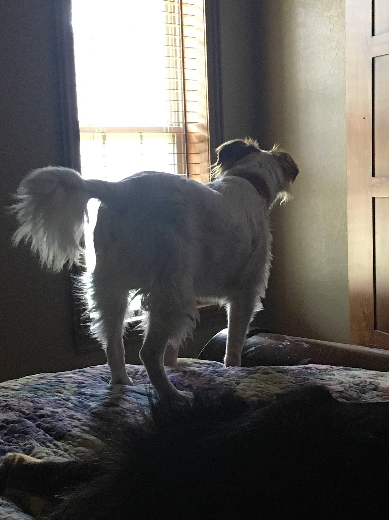 Tyrion is registered to the contest to win money with this photo: canidae, carnivore, companion_dog, dog, dog_breed, snout, sporting_group, tail