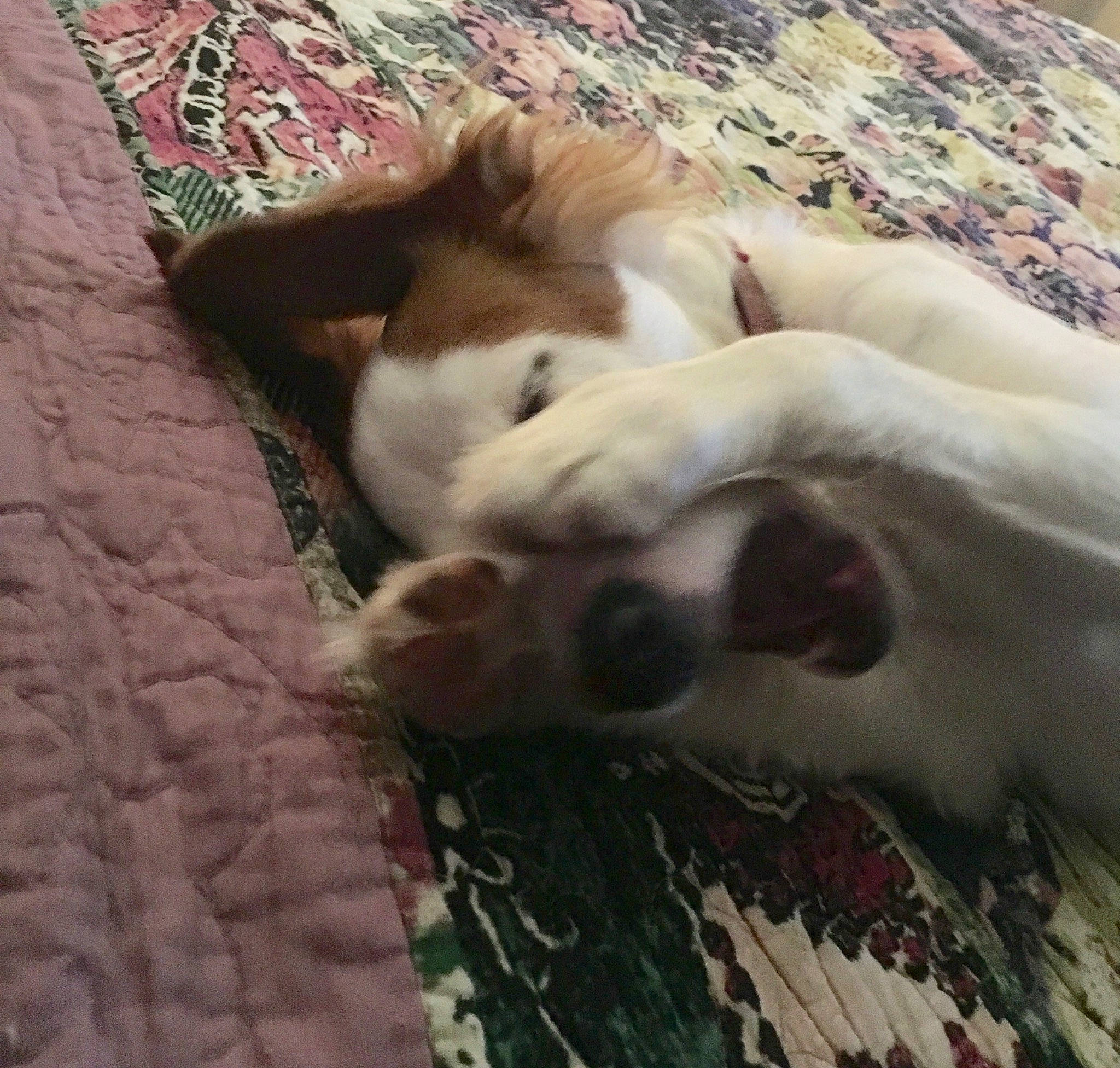 Tyrion joined the competition — help win amazing prizes! canidae, carnivore, companion_dog, dog, dog_breed, fawn, nap, non_sporting_group, puppy, puppy_love, sleep