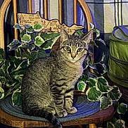 Timber is registered to the contest to win money with this photo: animal, background, cat, cozy, curious, cushion, domestic_cat, feline, furniture, greenery, houseplant, indoor, indoor_plant, map, pet, plaid_curtain, sitting, tabby_cat, variegated_leaves, wooden_chair
