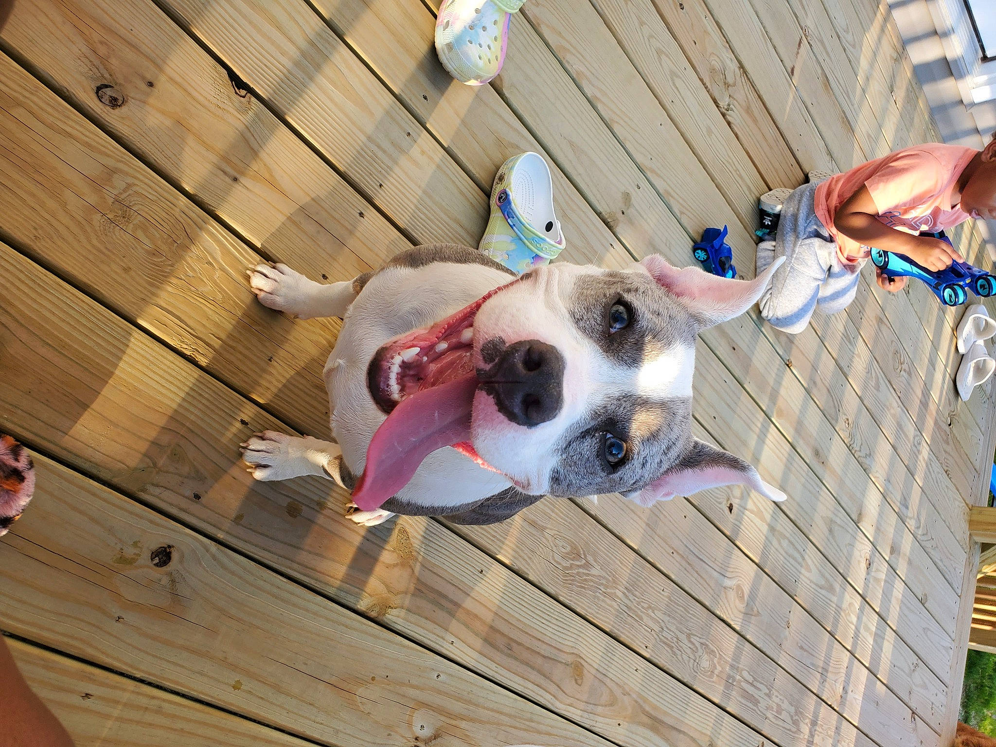 Iniko is registered to the contest to win money with this photo: ball, carnivore, collar, companion_dog, dog, dog_breed, dog_collar, dog_supply, fawn, flooring, football, fun, hardwood, leash, pet_supply, toy, whiskers, wood, wood_stain, working_animal