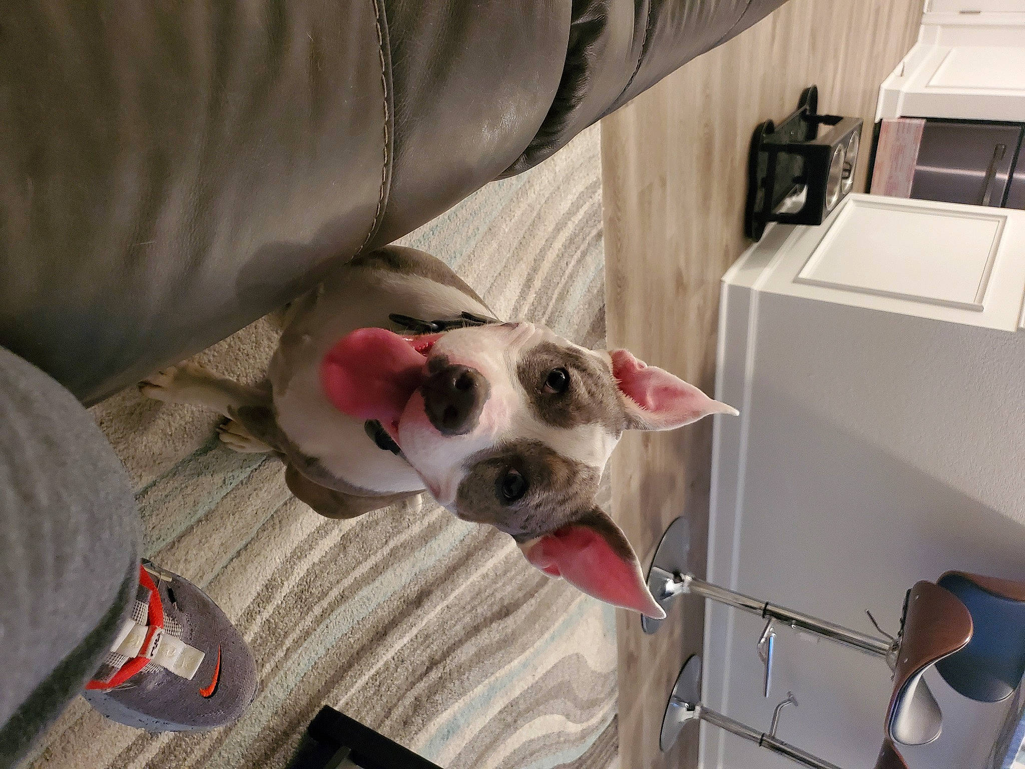 Iniko is registered to the contest to win money with this photo: canidae, carnivore, collar, comfort, companion_dog, couch, dog, dog_breed, dog_collar, dog_supply, fawn, non_sporting_group, snout, sporting_group, vehicle_door, whiskers, working_animal